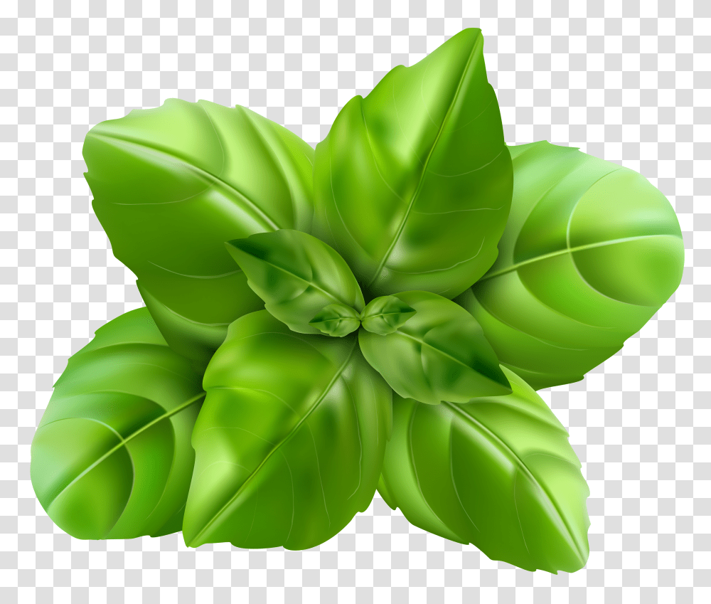 Spinach, Vegetable Transparent Png