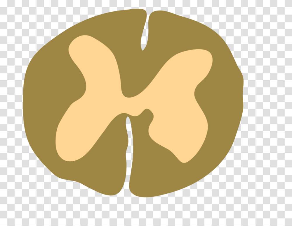 Spinal Cord, Plant, Heart, Food, Painting Transparent Png