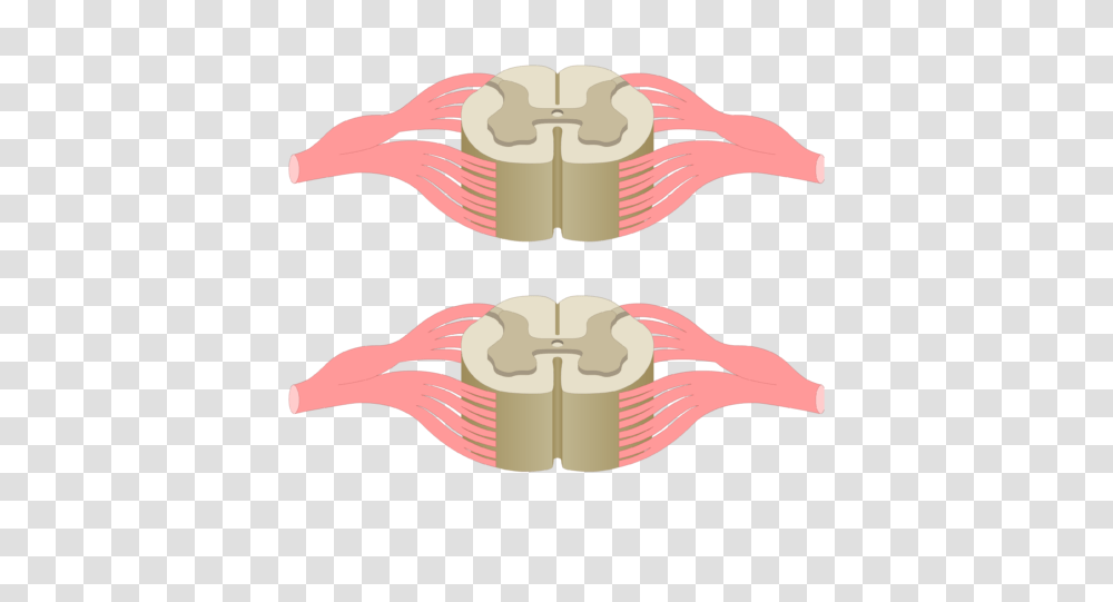 Spinal Cord Segments, Bird, Animal, Teeth, Mouth Transparent Png
