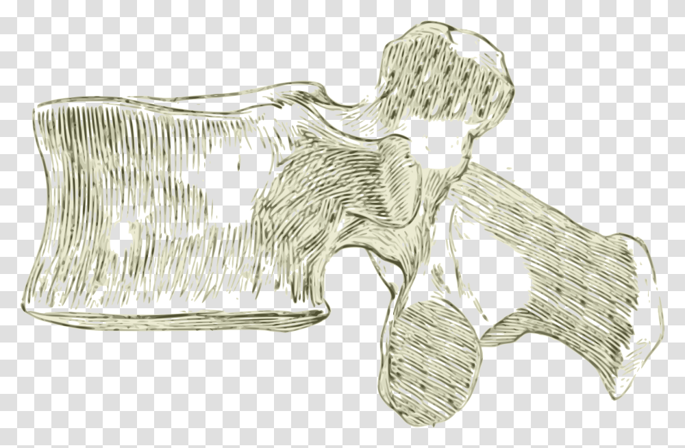 Spine Drawing Lumbar, Bird, Animal, Mammal, Furniture Transparent Png