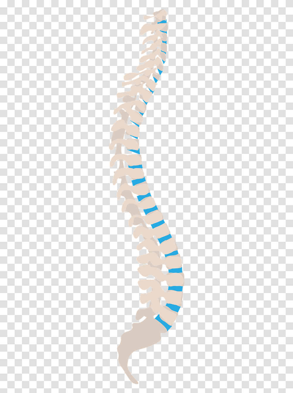 Spine Health Tips, Animal, Worm, Invertebrate, Wand Transparent Png