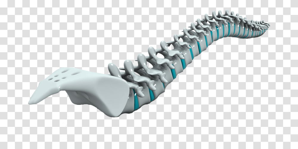 Spine Homepage Vertebral Column, Brush, Tool, Toothbrush Transparent Png