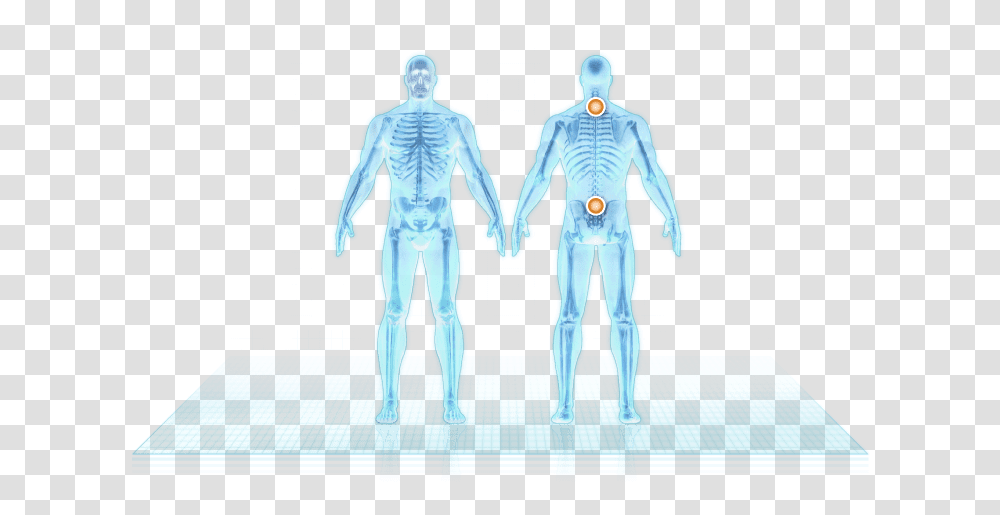 Spine Skeleton, Person, Human, X-Ray, Ct Scan Transparent Png
