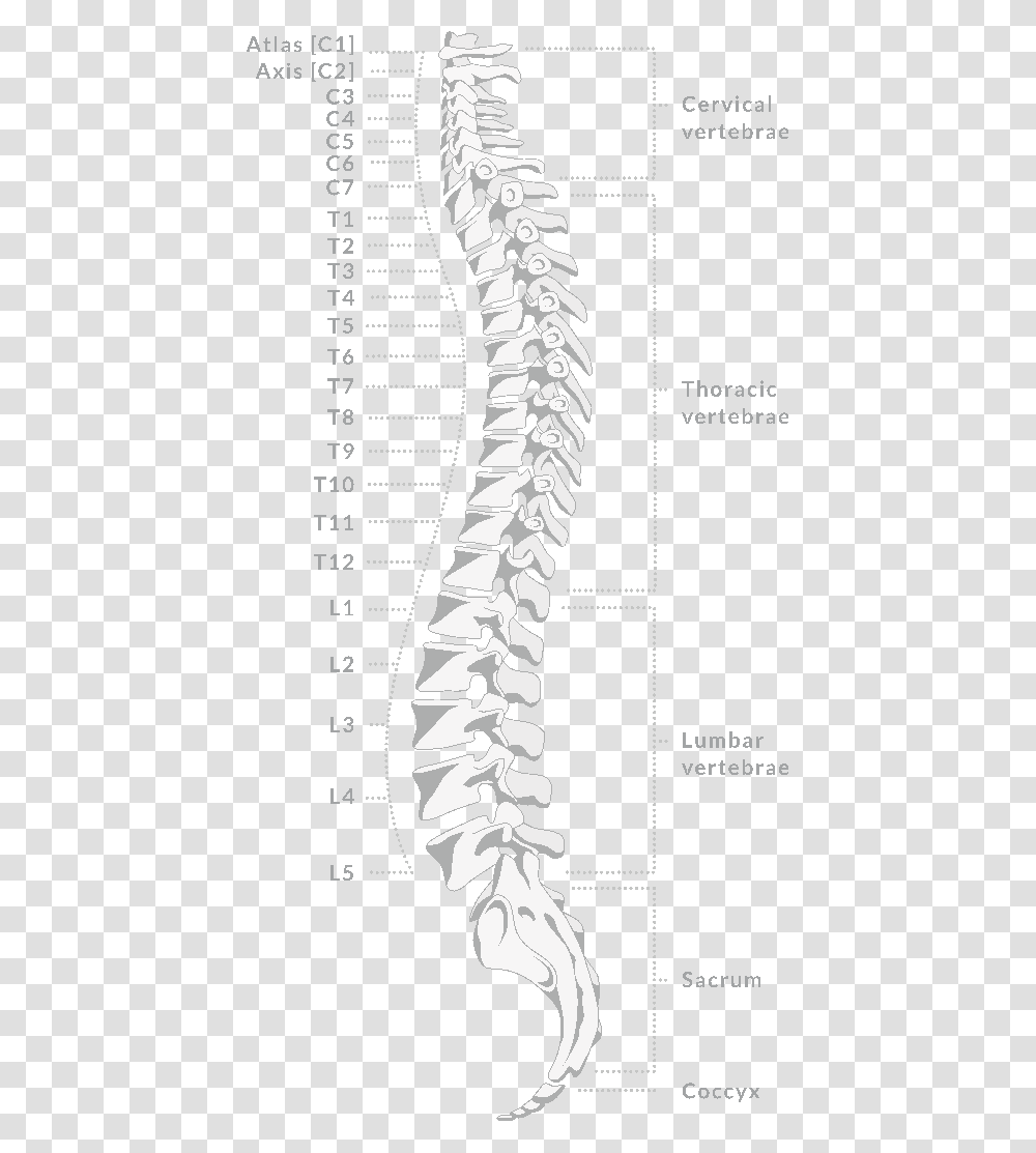 Spine, Skeleton Transparent Png