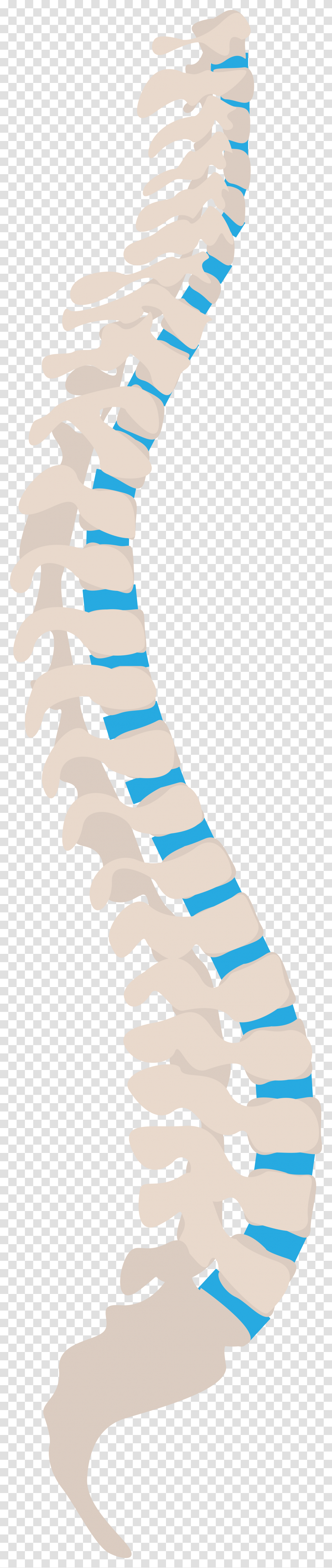 Spine Tips For Health Workers Line Of Gravity Spine, Food, Sweets, Confectionery Transparent Png