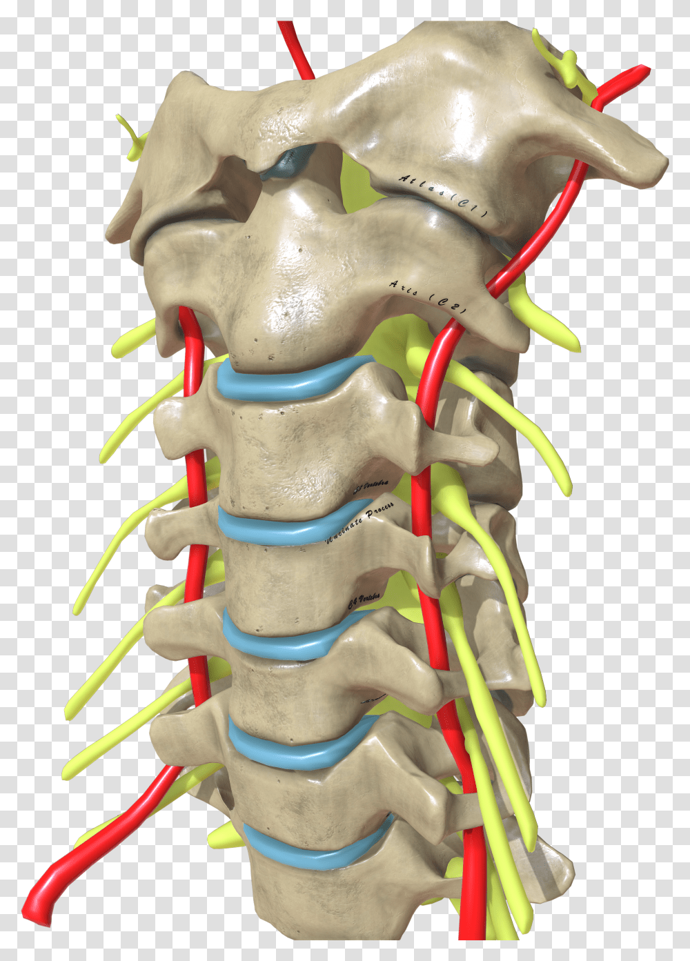 Spine Transparent Png