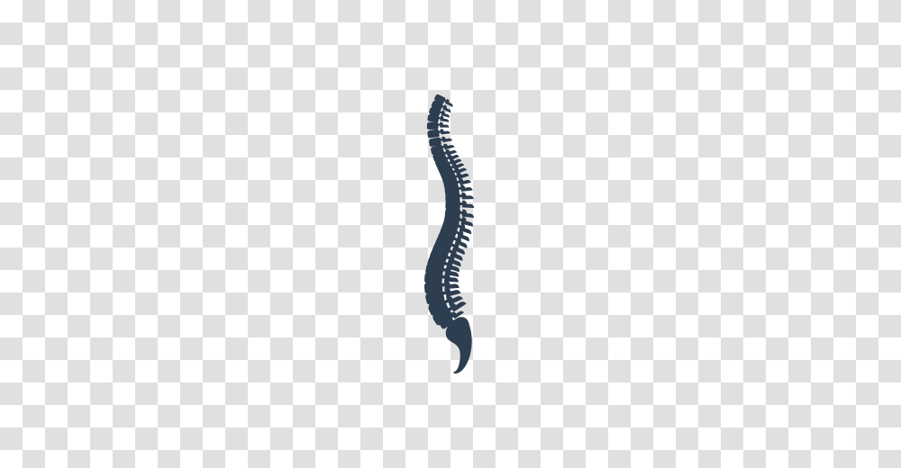 Spine, Weapon, Weaponry, Blade, Sword Transparent Png