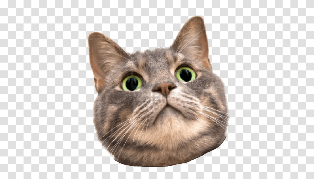 Spinning Cat Face Cat Face Background, Abyssinian, Pet, Mammal, Animal Transparent Png