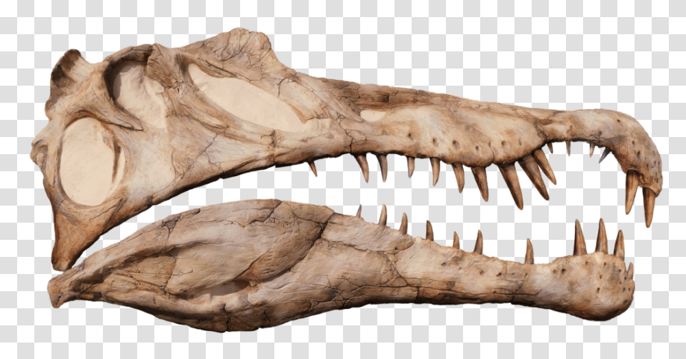 Spinosaurus Aegyptiacus Life Sized Half Skull Wall Mount Replica Skull, Reptile, Animal, Dinosaur, Fungus Transparent Png
