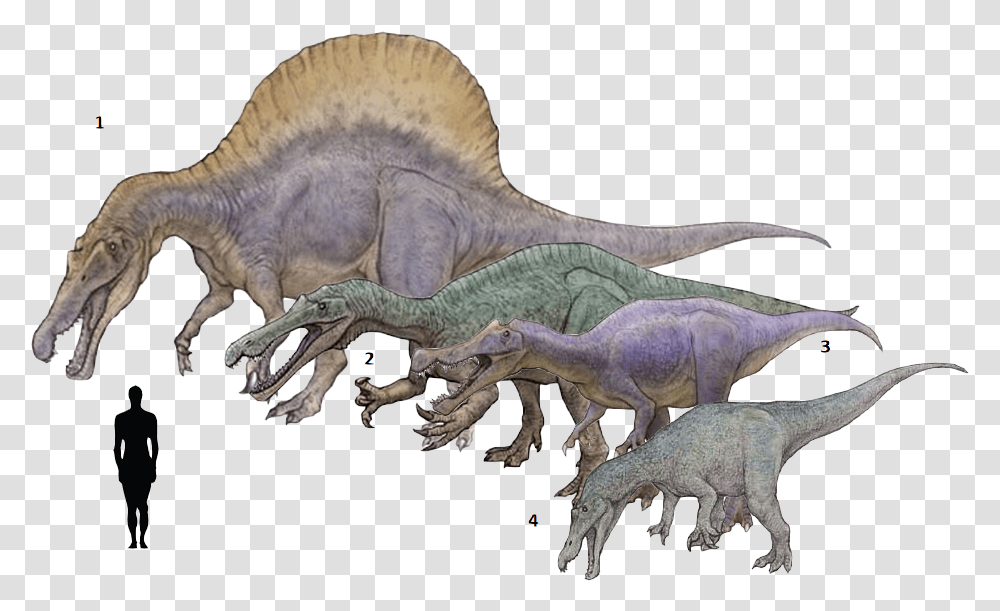 Spinosaurus Drawing Godzilla Suchomimus Baryonyx Spinosaurus, Dinosaur, Reptile, Animal, T-Rex Transparent Png