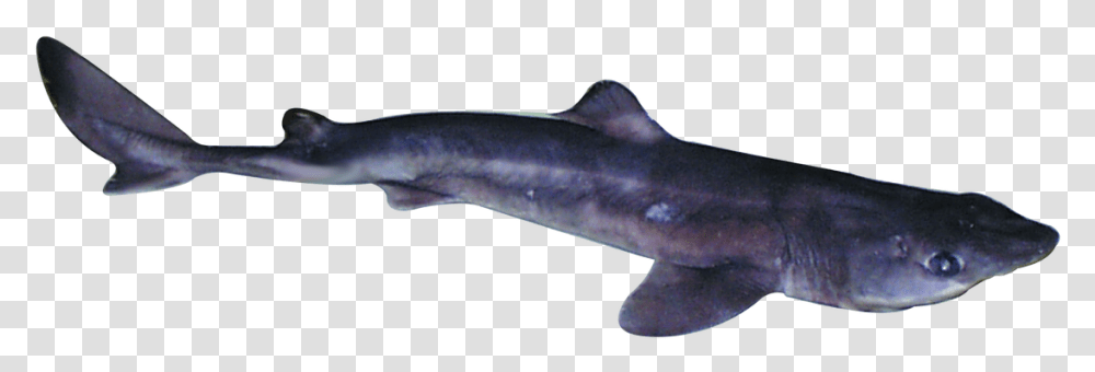 Spiny Dogfish Background, Animal, Sea Life, Mammal, Dolphin Transparent Png