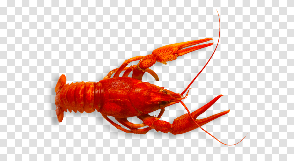 Spiny Lobster Crawfish, Seafood, Sea Life, Animal, Insect Transparent Png