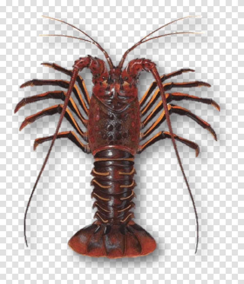 Spiny Lobster, Seafood, Sea Life, Animal, Crawdad Transparent Png