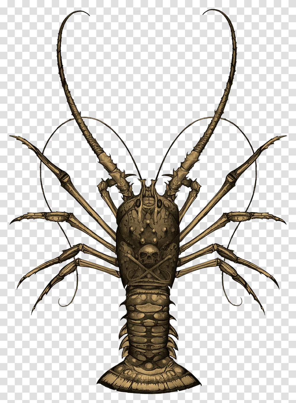 Spiny Lobster, Spider, Invertebrate, Animal, Arachnid Transparent Png