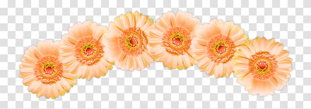 Spiral Aesthetic Crown Grid Wings Rainbow Barberton Daisy, Plant, Flower, Daisies, Blossom Transparent Png