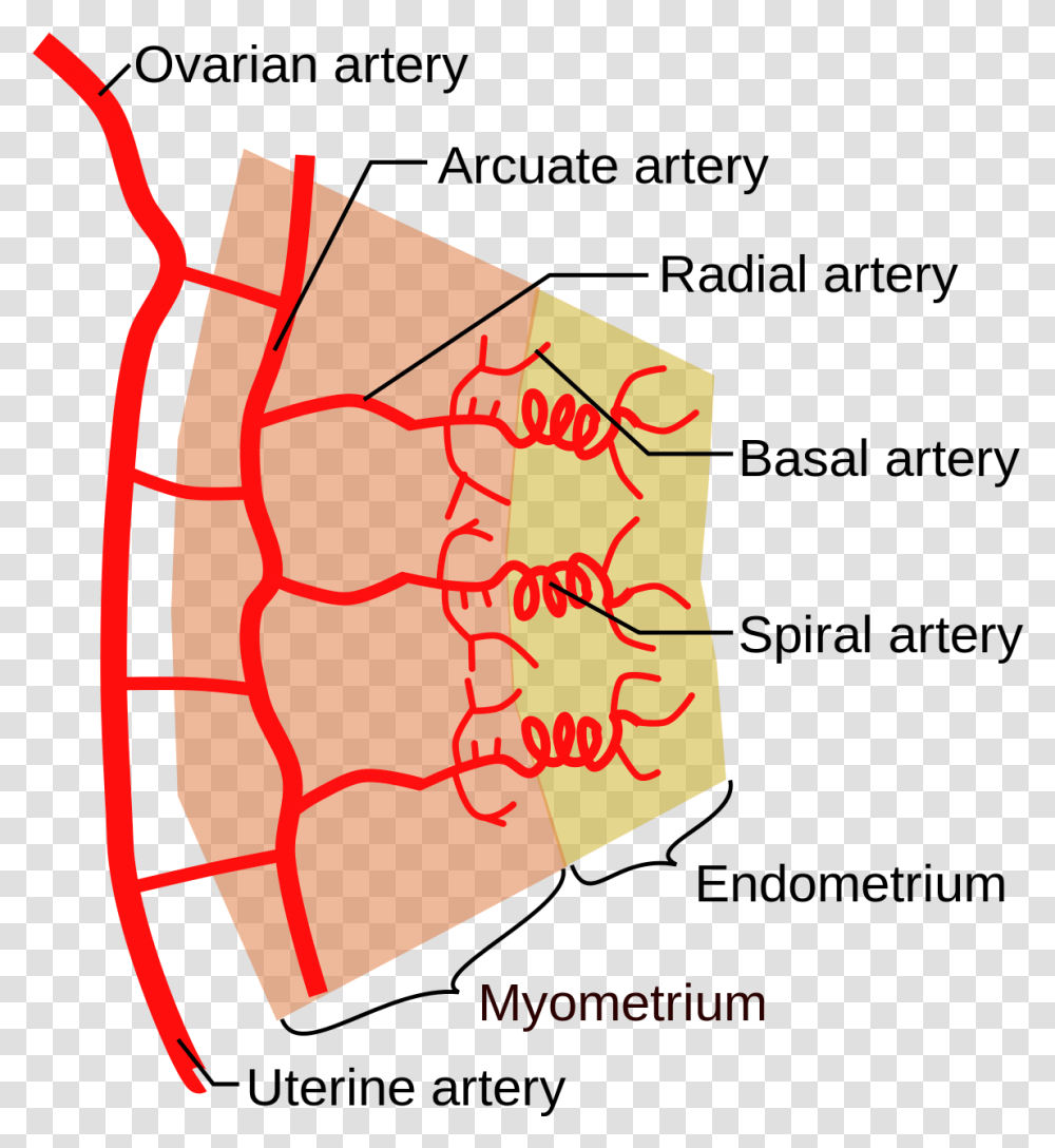 Spiral Arteries, Weapon, Weaponry, Plot, Diagram Transparent Png
