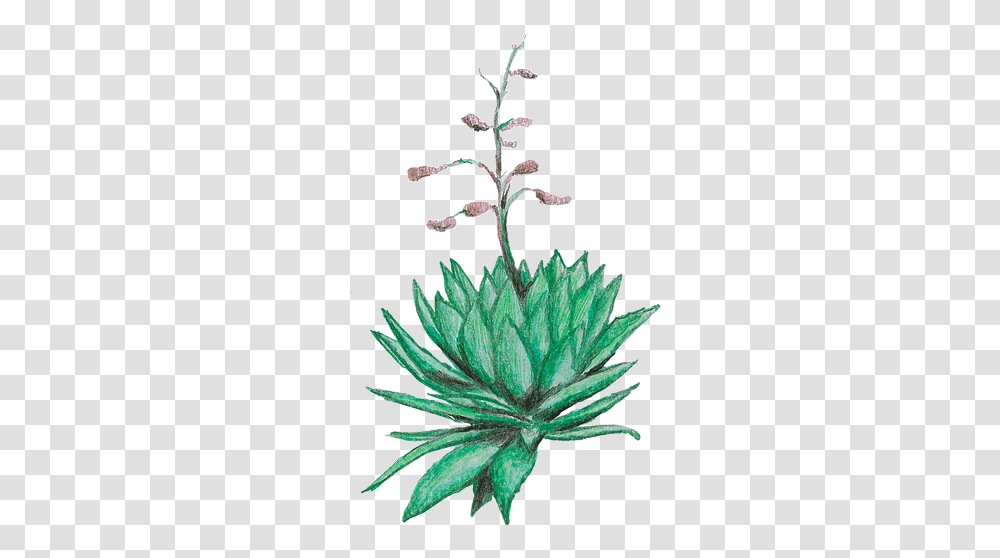 Spirits Fruit, Plant, Aloe, Flower, Blossom Transparent Png