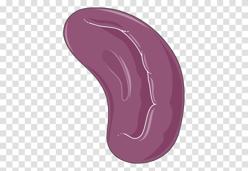 Spleen, Plant, Vegetable, Food Transparent Png