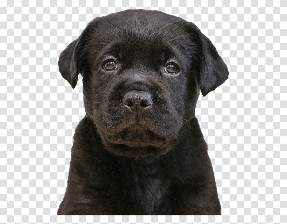 Sponsor A Puppy Labrador Retriever, Dog, Pet, Canine, Animal Transparent Png