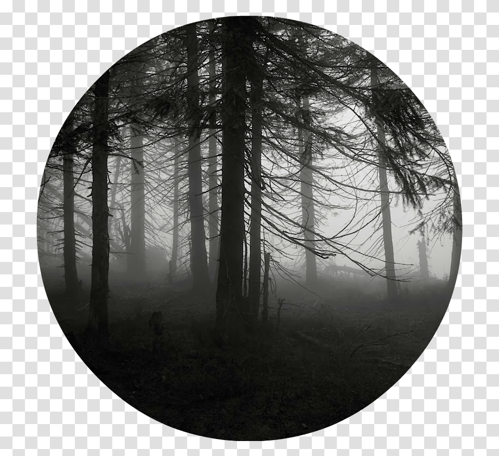 Spooky Forest 1 By Miwicz D2pg9gv Anakin Force Ghost Art, Nature, Outdoors, Weather, Fog Transparent Png