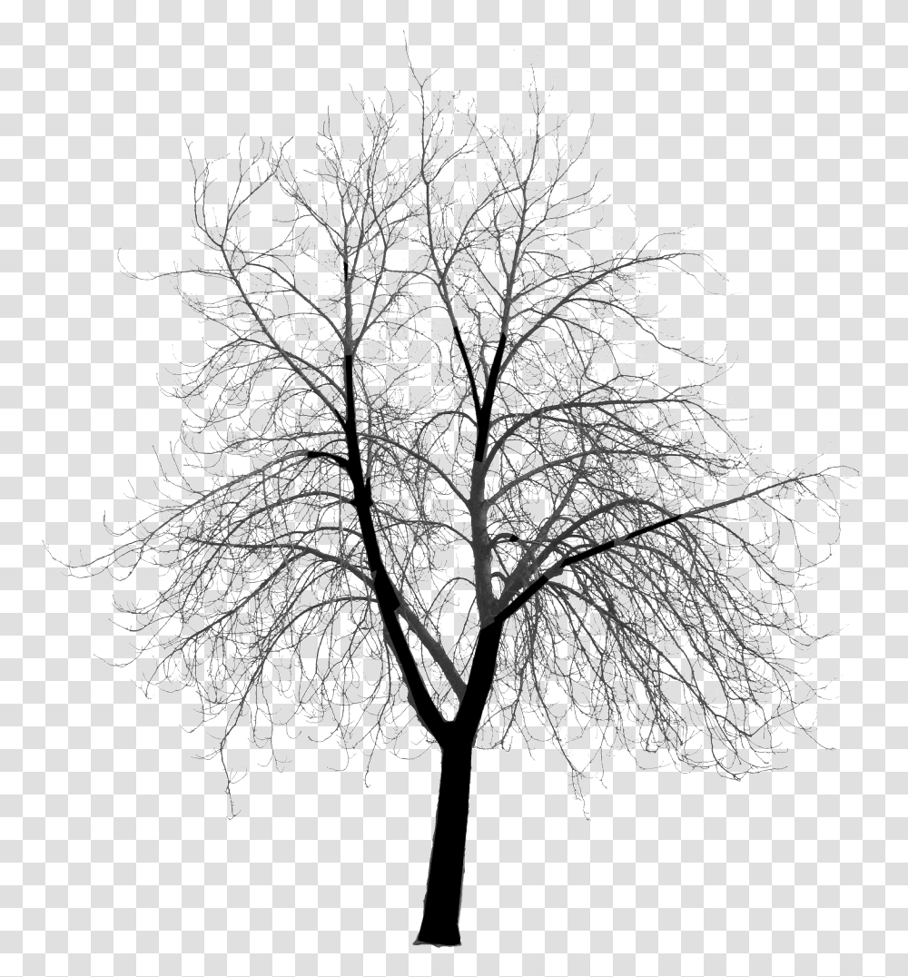 Spooky Forest Dead Tree Silhouette, Plant, Nature, Outdoors, Ice Transparent Png