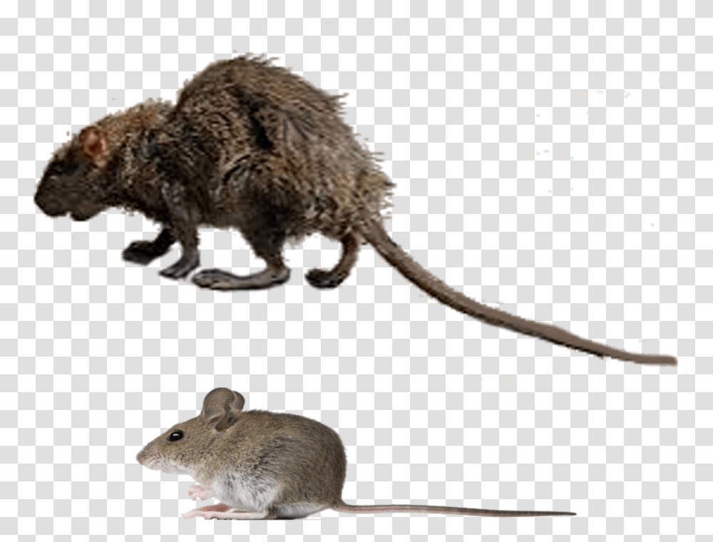 Spooky Rat, Rodent, Mammal, Animal, Panther Transparent Png