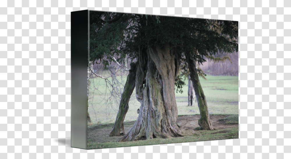 Spooky Tree By Andycalv Grove, Plant, Conifer, Tree Trunk, Yew Transparent Png