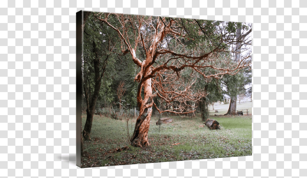 Spooky Tree By Jon Tarr Grove, Plant, Tree Trunk, Outdoors, Vegetation Transparent Png