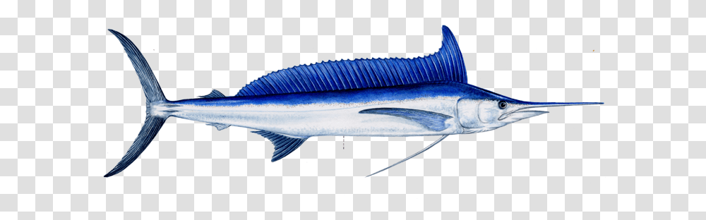 Sport Charter Fish Aguja Imperial De 2 Metros, Tuna, Sea Life, Animal, Swordfish Transparent Png