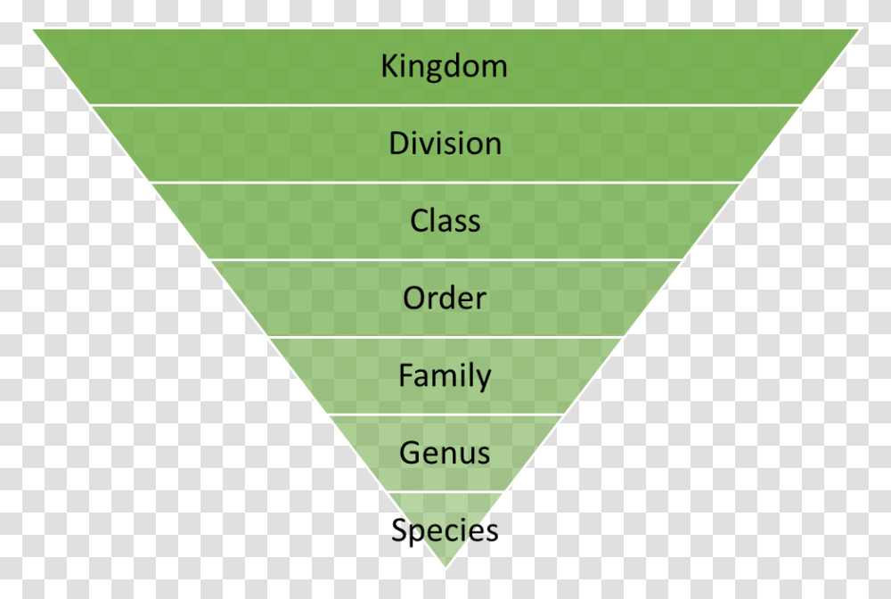 Sports Development Continuum Pyramid, Triangle, Plot, Diagram, Path Transparent Png