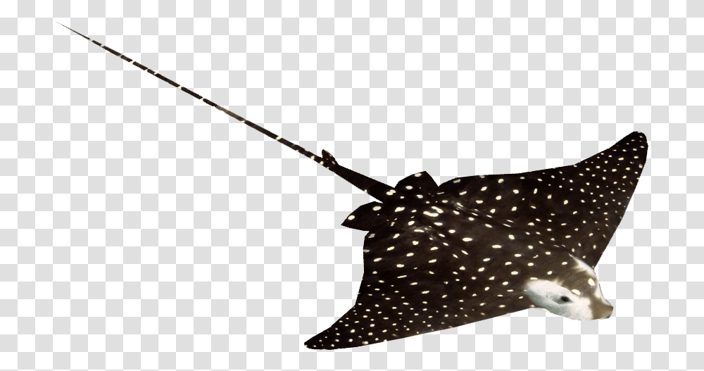 Spotted Eagle Ray Spotted Eagle Ray, Manta Ray, Sea Life, Fish, Animal Transparent Png