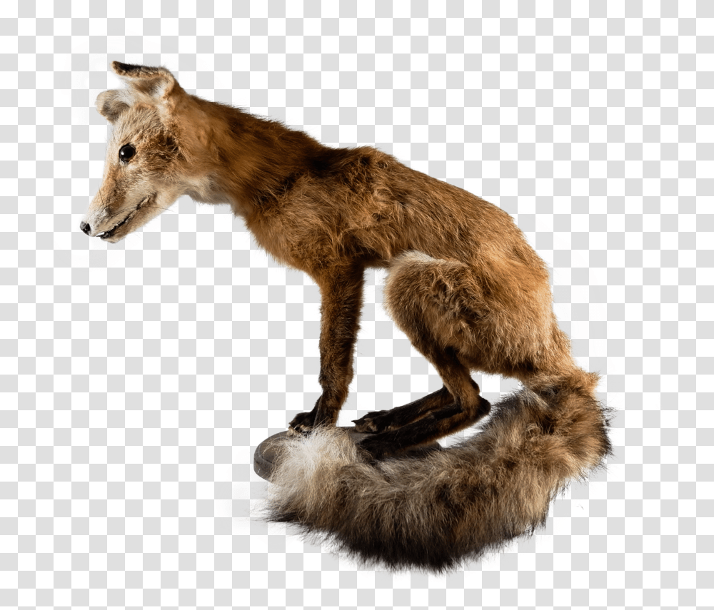 Spotted Hyena, Coyote, Mammal, Animal, Dog Transparent Png