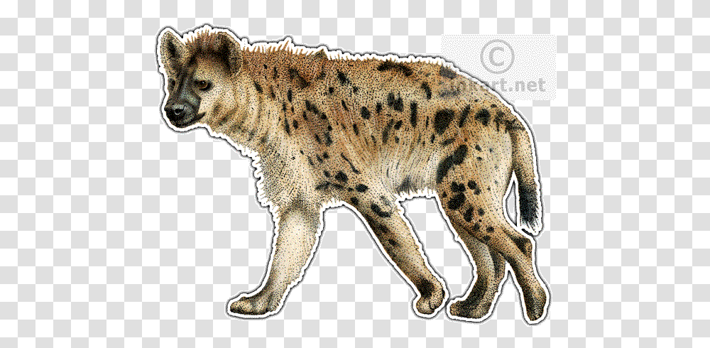 Spotted Hyena Decal Hyena Drawing Color, Wildlife, Animal, Mammal, Panther Transparent Png