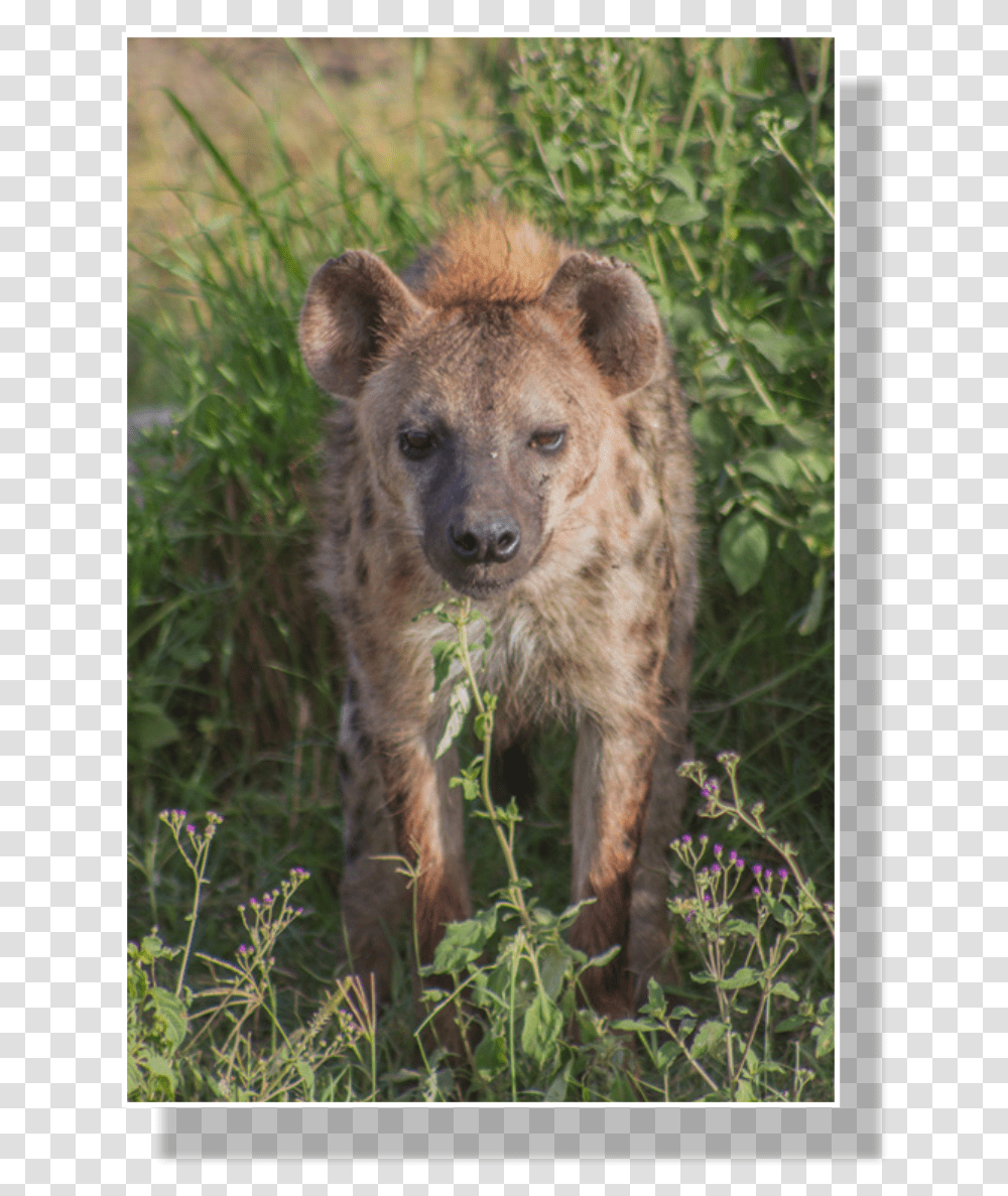 Spotted Hyena Populations Began To Shrink After Roughly Spotted Hyena, Wildlife, Mammal, Animal, Bear Transparent Png