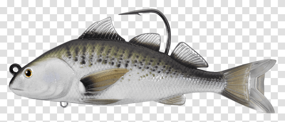 Spotted Weakfish, Animal, Coho, Trout, Sea Life Transparent Png