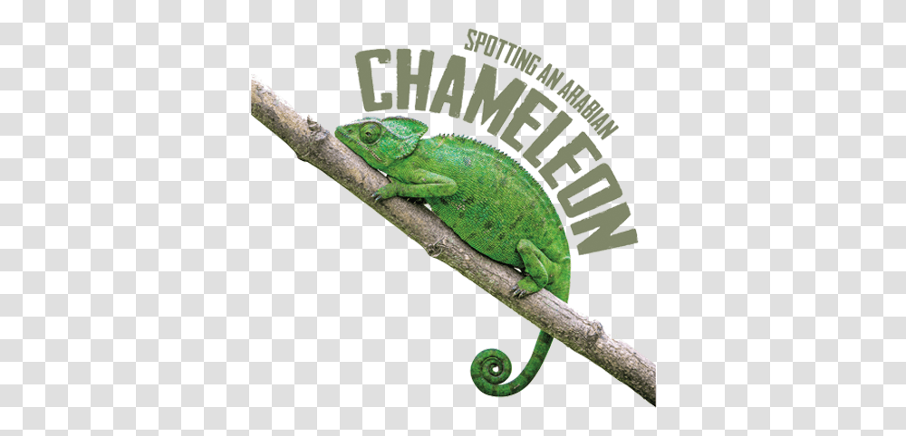 Spotting An Arabian Chameleon Common Chameleon, Iguana, Lizard, Reptile, Animal Transparent Png