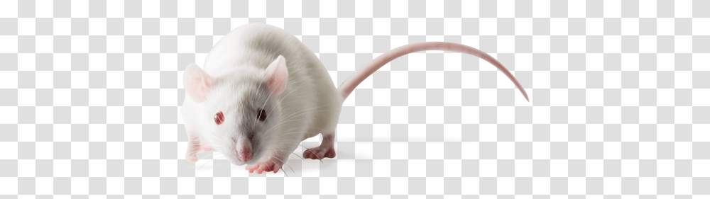 Sprague Dawley Sd Outbred Rats Sprague Dawley Rats, Rodent, Mammal, Animal Transparent Png
