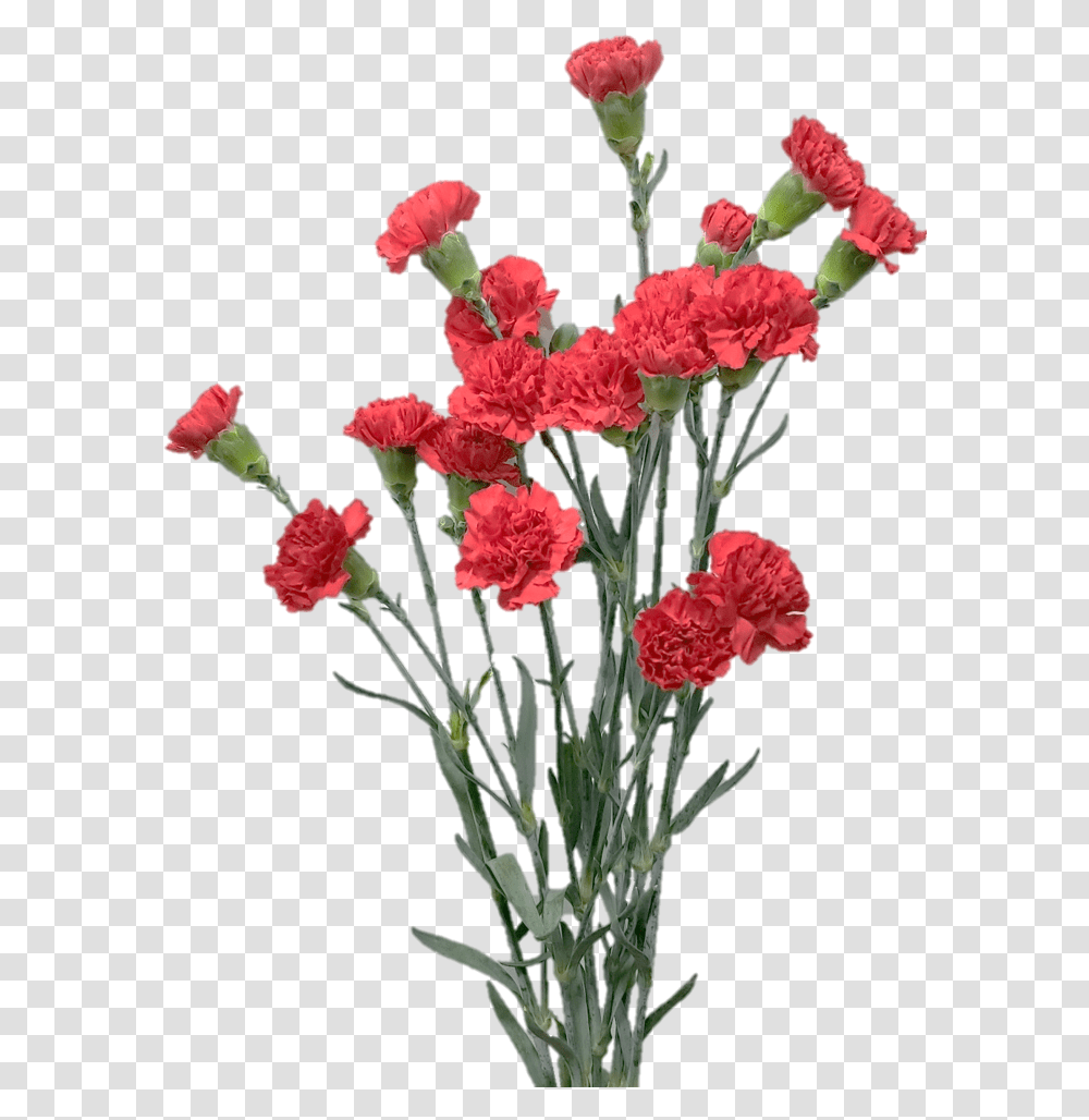 Spray Aragon Jpg091a2bf2 645c C2eb C552 00d468fb37ca Bouquet, Plant, Flower, Blossom, Carnation Transparent Png