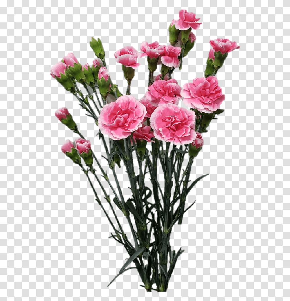 Spray Carnation Lovely, Plant, Flower, Blossom, Flower Arrangement Transparent Png