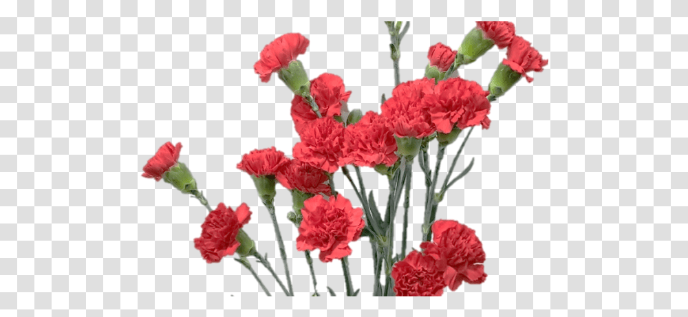 Spray Carnation Lovely, Plant, Flower, Blossom Transparent Png