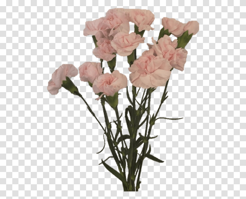 Spray Pear Lady Jpg81abcf5b 645a 3962 3bbf 5e02ff2c964b Garden Roses, Plant, Flower, Blossom, Flower Arrangement Transparent Png