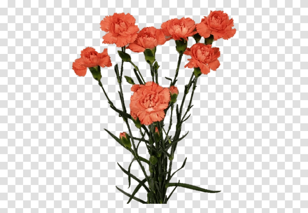 Spray Romany 652e 76d4 8940 Carnation, Plant, Flower, Blossom, Flower Arrangement Transparent Png