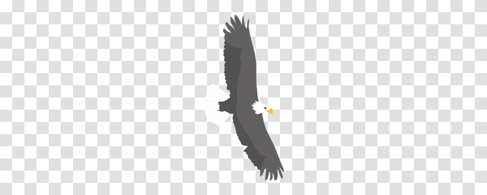 Spread Animals, Eagle, Bird, Flying Transparent Png