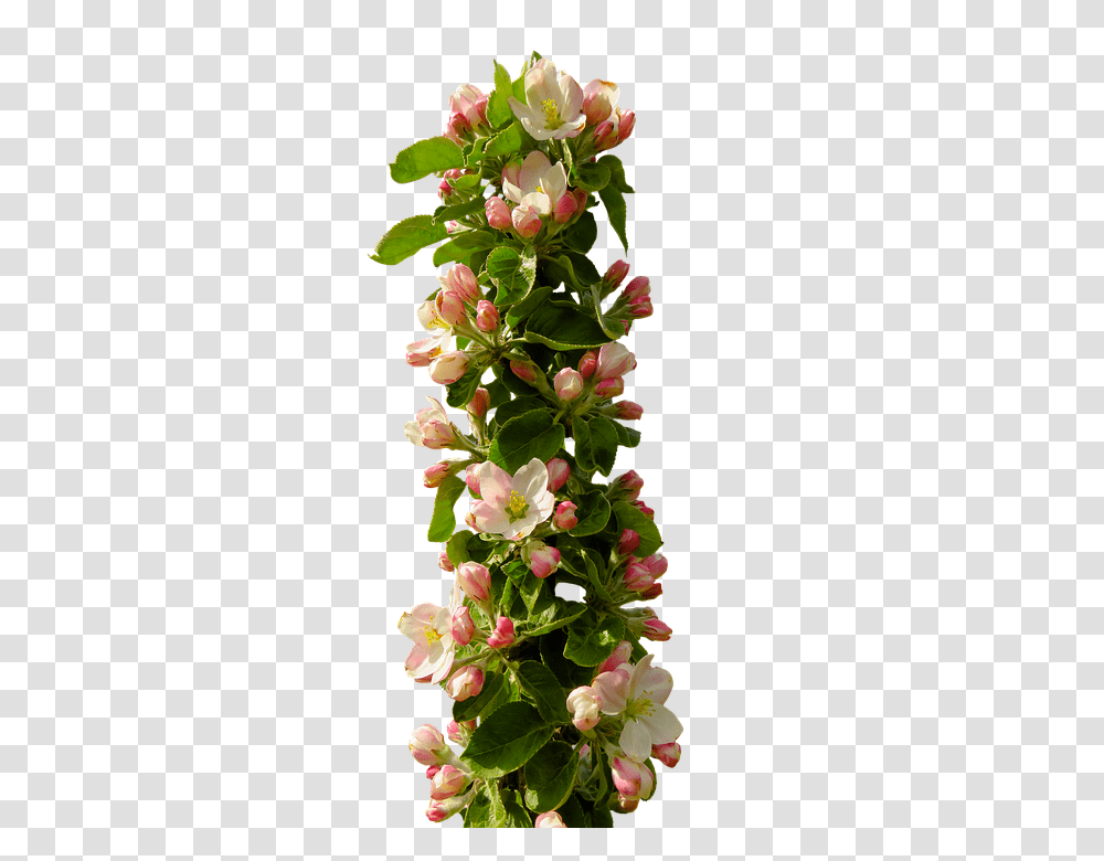 Spring 960, Fruit, Plant, Flower, Blossom Transparent Png