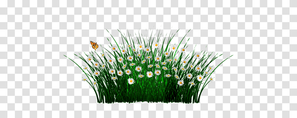 Spring Nature, Plant, Daisy, Flower Transparent Png