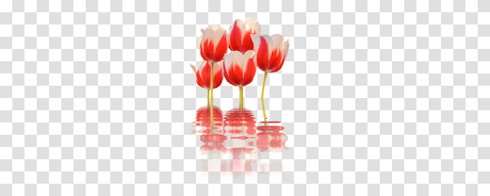 Spring Nature, Glass, Goblet, Wine Glass Transparent Png