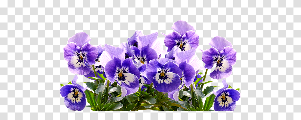 Spring Nature, Plant, Pansy, Flower Transparent Png