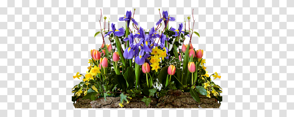 Spring Nature, Iris, Flower, Plant Transparent Png