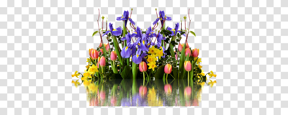 Spring Nature, Plant, Iris, Flower Transparent Png