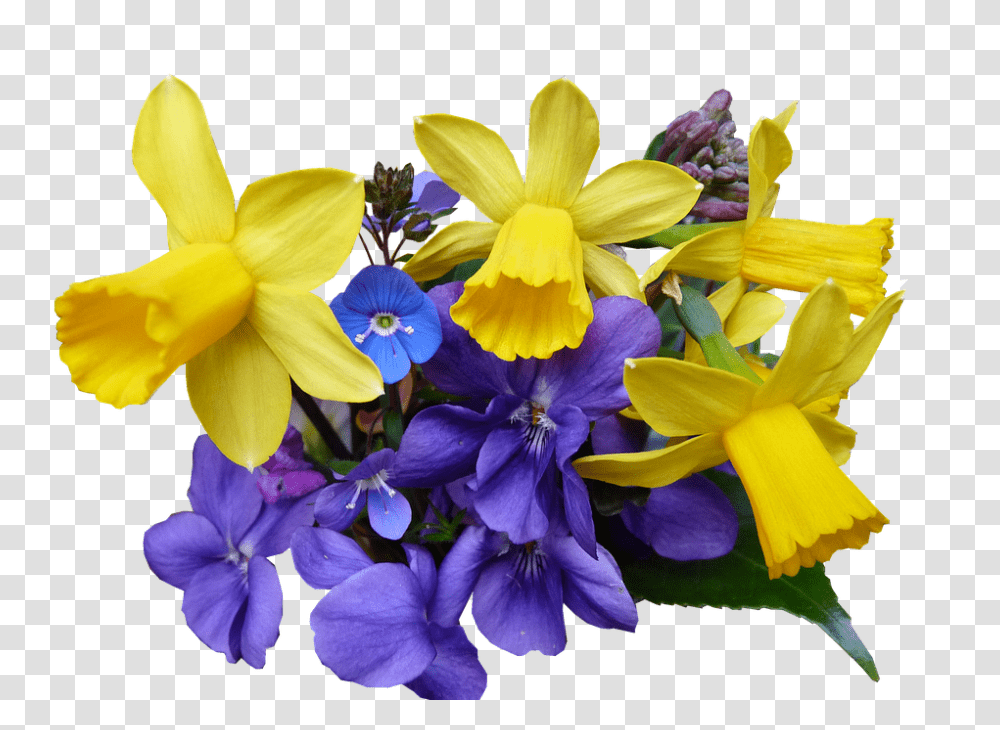 Spring 960, Flower, Plant, Blossom, Iris Transparent Png